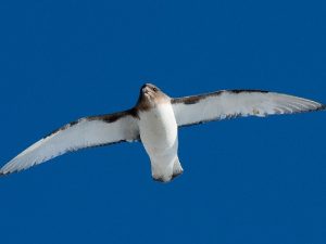 Птица Антарктиды фото